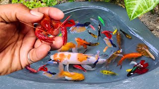 Video of catching colorful baby shrimp glofish betta fish small fish goldfish molly fish koi [upl. by Christopher]