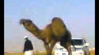 The Most Expensive Camel in The World [upl. by Sugna964]