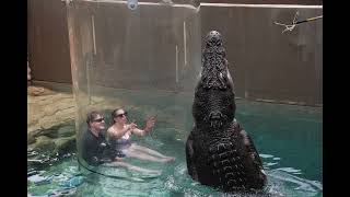 In the Cage of Death at Crocosaurus Cove [upl. by Jimmie]