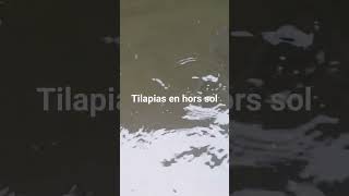 Production des Tilapias en hors sol sans aérateur fishing farming fish [upl. by Aileve]