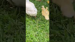 New baby duckies at the Earther Academy farm  ducks [upl. by Eugenio576]