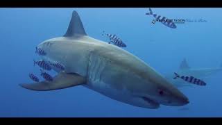 Guadalupe Island Nautilus Belle Amie [upl. by Pasahow930]