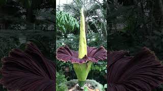 Titan Arum  Largest unbranched inflorescence in World  Observed in Description [upl. by Ibloc687]