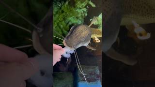 Redtail Catfish Hybrid Love Shrimp [upl. by Kaye75]