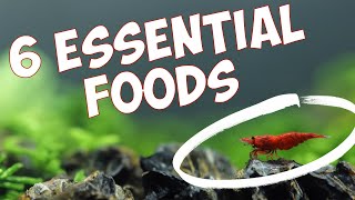 6 Essential Foods to Make Your Shrimp Colony BOOM 💥 [upl. by Acima]