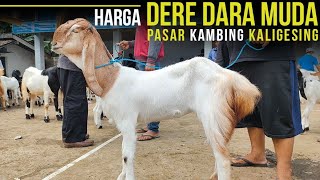 Kambing PE Betina Muda dibawah 2 Juta  Pasar Kambing Kaligesing [upl. by Iliram306]