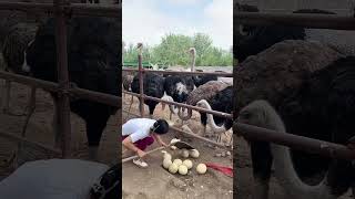 She stoles ostrich eggs😲 [upl. by Akenn]