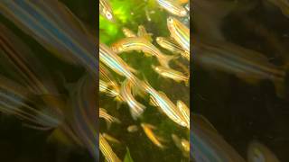 Zebra Danios from river and growth❤️🙏💙 fish riverfish fishing danios zebradanios shorts [upl. by Gradeigh190]