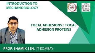 Focal Adhesions  Focal Adhesion Proteins [upl. by Yessak]