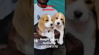 Beagle puppy sale in chennai viruthunagarSivakasi keralaThenibeaglepuppiespetshopmaduratamil [upl. by Alyahs]