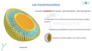 Vidéo 2 Membrane plasmique  LES LIPIDES MEMBRANAIRES [upl. by Unhsiv709]