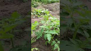 Vegetable garden update after 4 weeks farming organicvillagelife nature organicvillage [upl. by Licko]