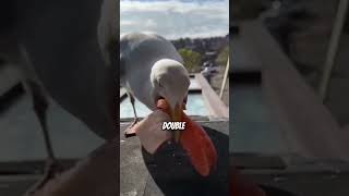 Seagulls unexpected predators animals fact nature [upl. by Alludba]