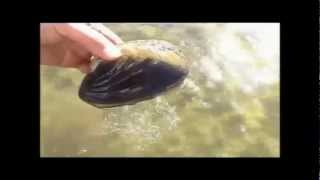 Clam Movement Missouri River Yankton SD [upl. by Elmore947]