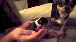 Bess Chihuahua Puppies [upl. by Annayt]