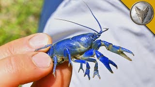 NEW SPECIES FOUND Rare Blue Crayfish [upl. by Ordnasela117]