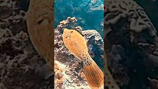 Filefish scubadiving philippines ocean [upl. by Burrows]