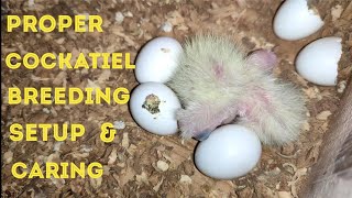 How to breed cockatiel successfully  cockatiel breeding setup  TAMIL [upl. by Cleavland]