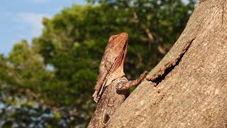 Frill necked Lizard in Australia [upl. by Rasec]