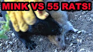 Mink Terminates 55 Rats With Help From Dogs [upl. by Eessac]