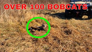 HE CAUGHT OVER 100 BOBCATS WITH THIS SIMPLE SET 4K [upl. by Ahtnamys]