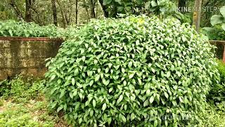 Strobilanthes cultivated as a bush [upl. by Lovich]