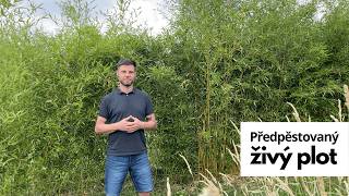 Předpěstovaný živý plot z bambusů Phyllostachys  Bambusářcz [upl. by Sucramd554]