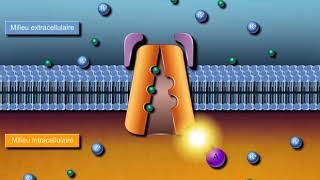 Questce que la pompe NaK ATPase [upl. by Graham86]