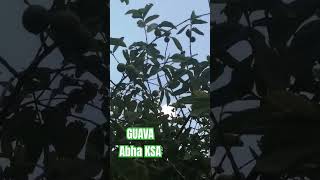 guava short shorts shortvideo fyp maui21ganda explore abha ksa [upl. by Wilkins]