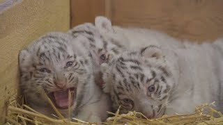 Filhotes trigêmeos de tigre branco são apresentados na Áustria [upl. by Guildroy880]