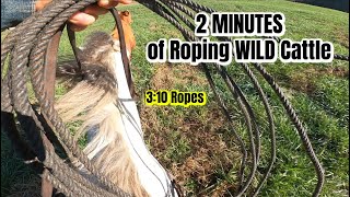 Roping Wild Cattle with 310 Ranch Rope [upl. by Ssew969]