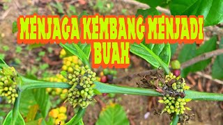 Menjaga kembang menjadi buah [upl. by Yaniv]