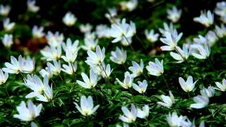 anemone nemorosa [upl. by Nosyla563]