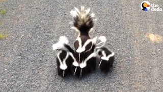 Skunk Family Surprise Biker [upl. by Lennon]