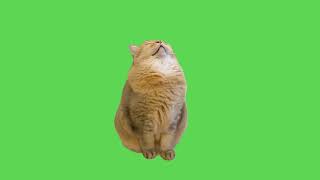 Sleeping Cat Meme  Green Screen [upl. by Suiramad296]