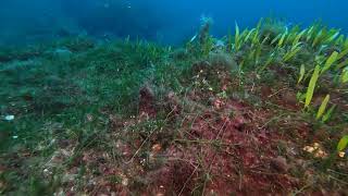 caulerpa foliosa con racemosa [upl. by Barbabra]