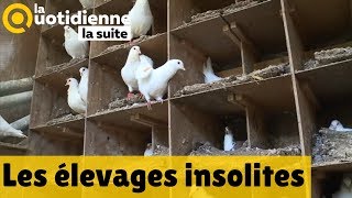 Les élevages insolites  La Quotidienne la suite [upl. by Lila903]