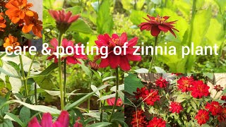 जीनिया के पौधे नर्सरी से लाकर गमले में कैसे लगाएं Full care amp potting of zinnia plant [upl. by Hendren]