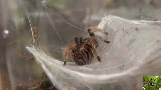 Young South American Greenbottle Blue Tarantula [upl. by Sivet311]