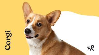 Everything You Need to Know About Corgis [upl. by Dmitri]