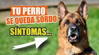 🦻Síntomas De SORDERA En Perros 🐶Preguntas y Respuestas [upl. by Nannah965]