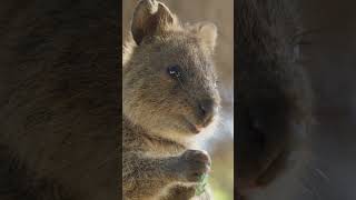 Quokka  The Smiling Friendly Marsupial [upl. by Behlke]