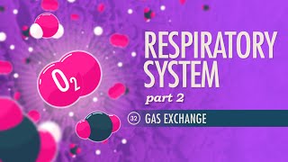 Respiratory System Part 2 Crash Course Anatomy amp Physiology 32 [upl. by Jami]