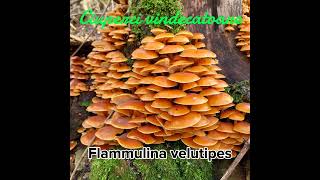 Remedii naturale  flammulina velutipes [upl. by Laved]