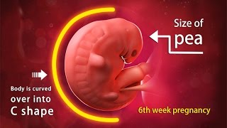 6 Weeks Pregnant A Complete Guide on Fetal Development [upl. by Niowtna]