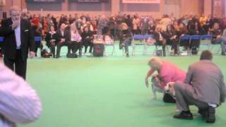 Crufts 2010 Bulldog Best of Breed [upl. by Ainollopa871]