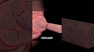 Muscle Hypertrophy Explained [upl. by Yatnuhs]