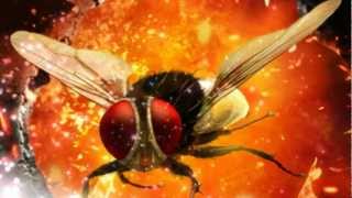 Eega  Laava Laava Video Song [upl. by Gillmore579]