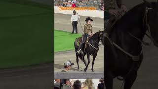 Tennessee Walking Horse in Shelbyvillie tennesseewalkinghorse [upl. by Lakim]