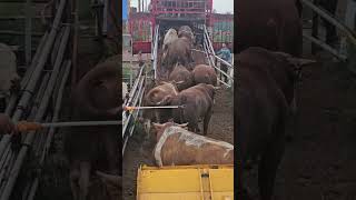 Process Of Leading Cattles Boarding Onto The Transport Truck [upl. by Elmo]